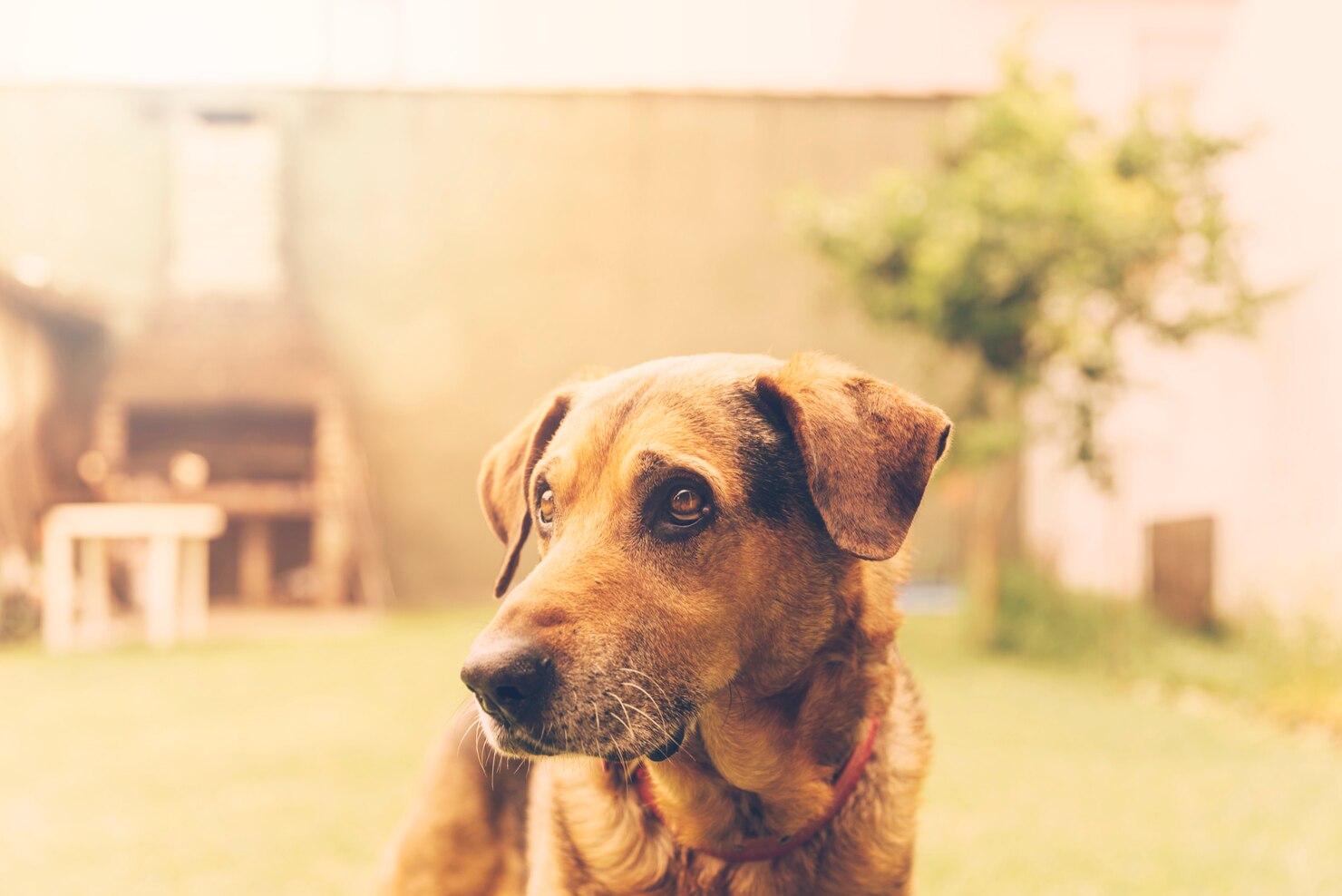 Comment savoir l'âge "humain" d'un chien ? SOS Vieux Chiens — free download
